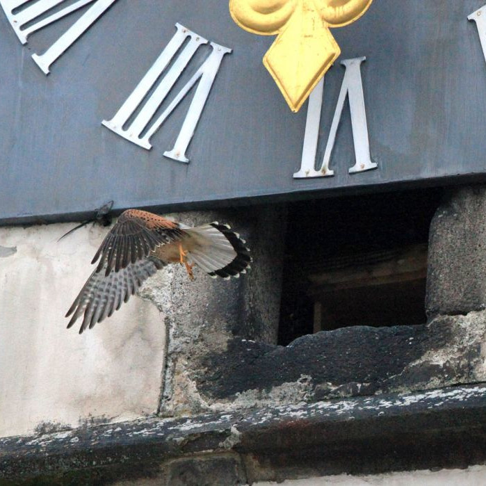  Brutversuch der Turmfalken