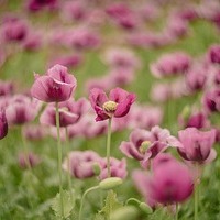 Mohnblumen