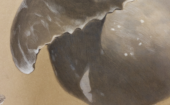 Ausstellung 'Ways of a whale' der Künstlerin Katharina Biser 